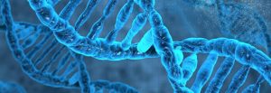 Mitochondrial DNA